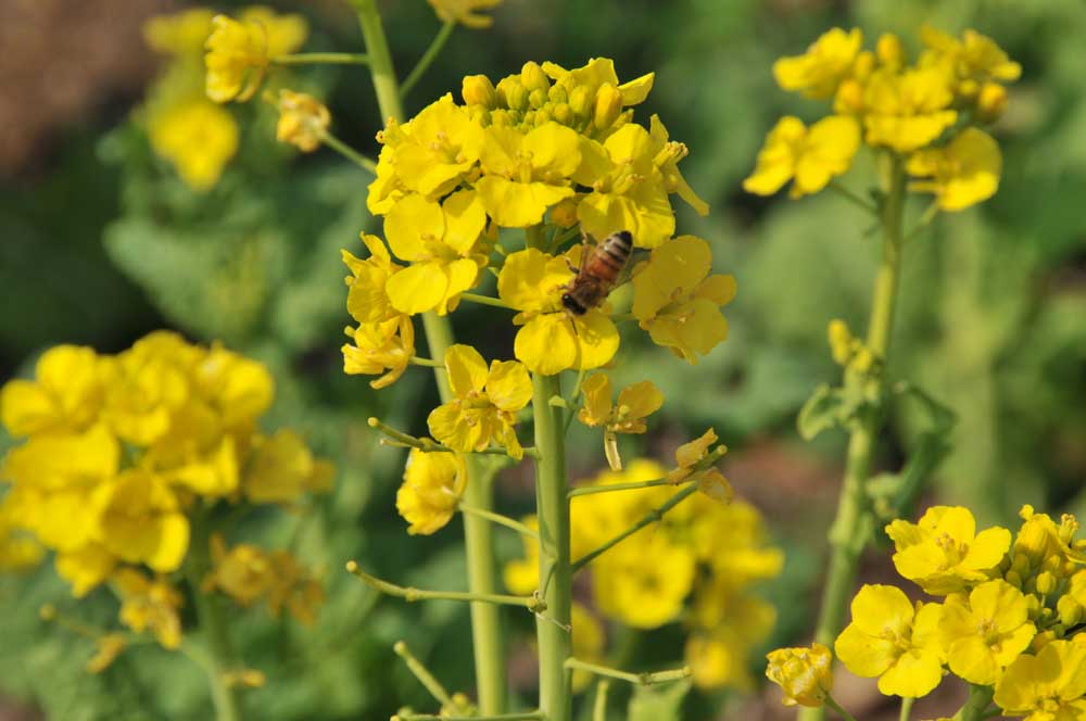 ���Ɛ��̖�؁E�ʕ�(by matu-chan)