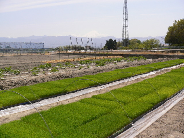 ���Ɛ��̖�؁E�ʕ�(by matu-chan)