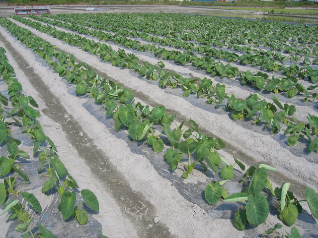 ���Ɛ��̖�؁E�ʕ�(by matu-chan)