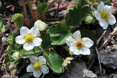 ���Ɛ��̖�؁E�ʕ�(by matu-chan)