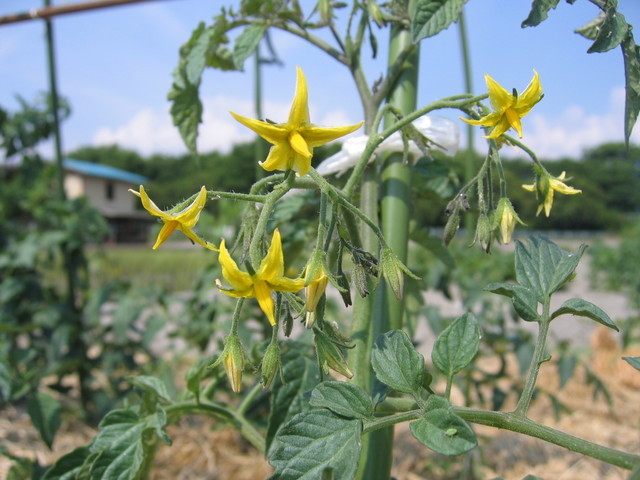 ���Ɛ��̖�؁E�ʕ�(by matu-chan)