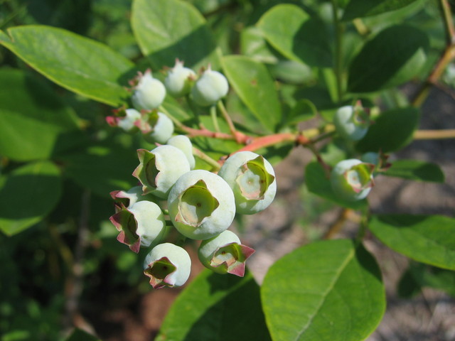 ���Ɛ��̖�؁E�ʕ�(by matu-chan)