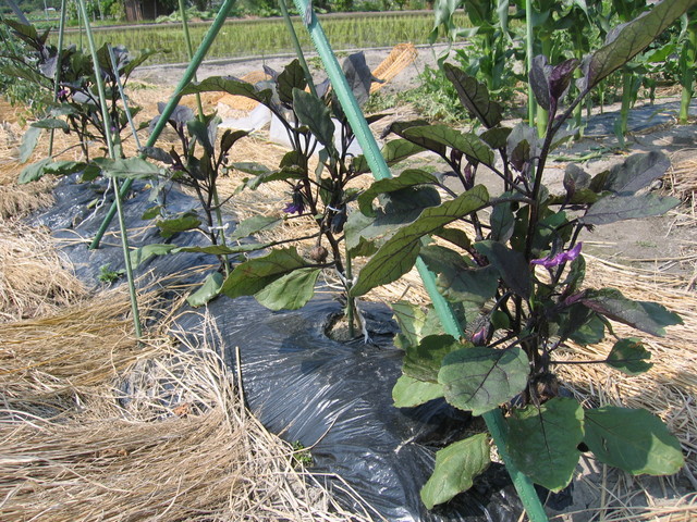 ���Ɛ��̖�؁E�ʕ�(by matu-chan)