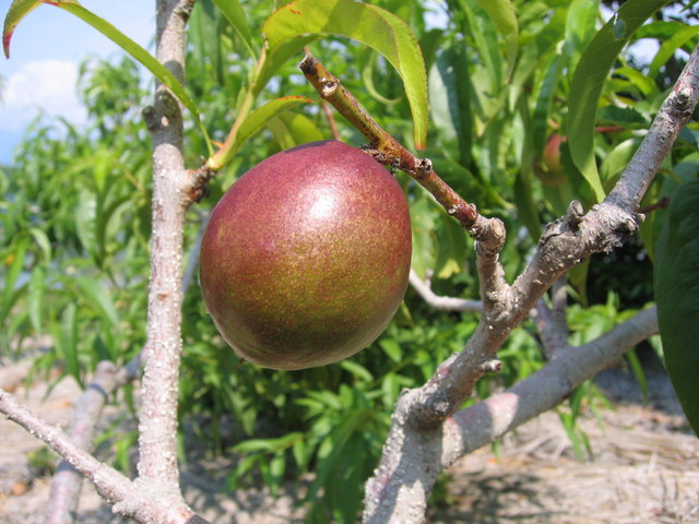 ���Ɛ��̖�؁E�ʕ�(by matu-chan)