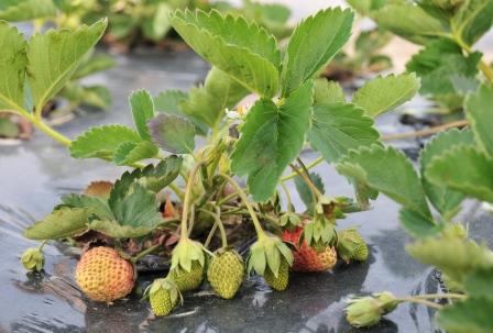 ���Ɛ��̖�؁E�ʕ�(by matu-chan)