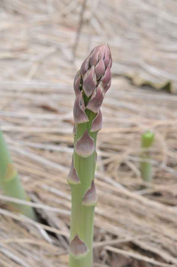 ���Ɛ��̖�؁E�ʕ�(by matu-chan)