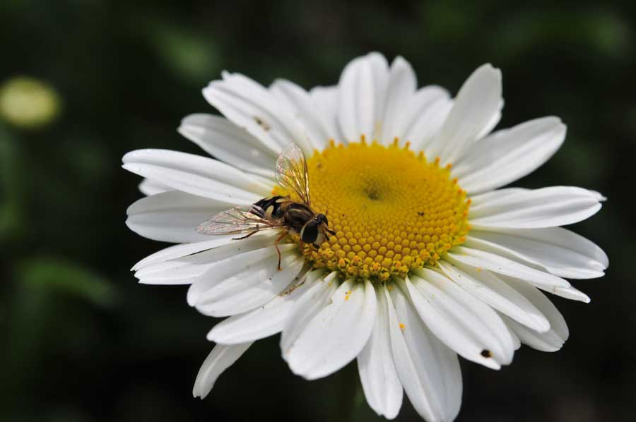 ���Ɛ��̖�؁E�ʕ�(by matu-chan)