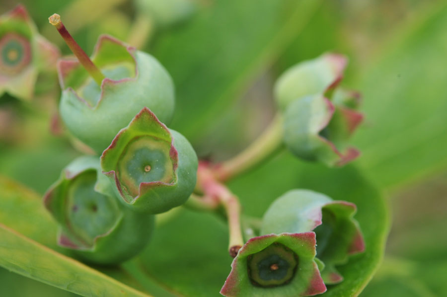 ���Ɛ��̖�؁E�ʕ�(by matu-chan)