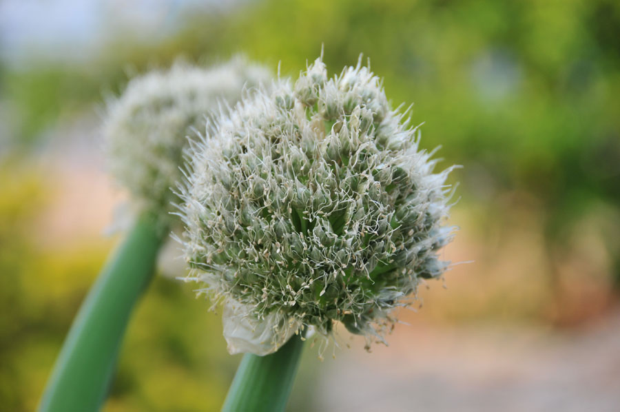 ���Ɛ��̖�؁E�ʕ�(by matu-chan)