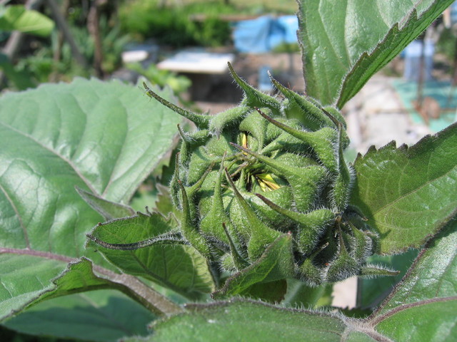 ���Ɛ��̖�؁E�ʕ�(by matu-chan)