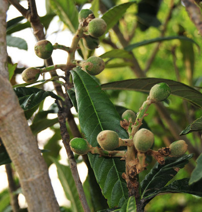 ���Ɛ��̖�؁E�ʕ�(by matu-chan)