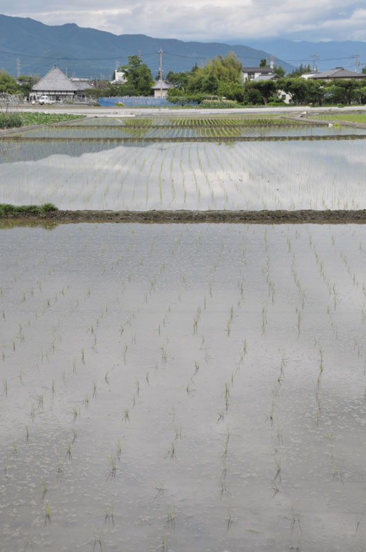 ���Ɛ��̖�؁E�ʕ�(by matu-chan)