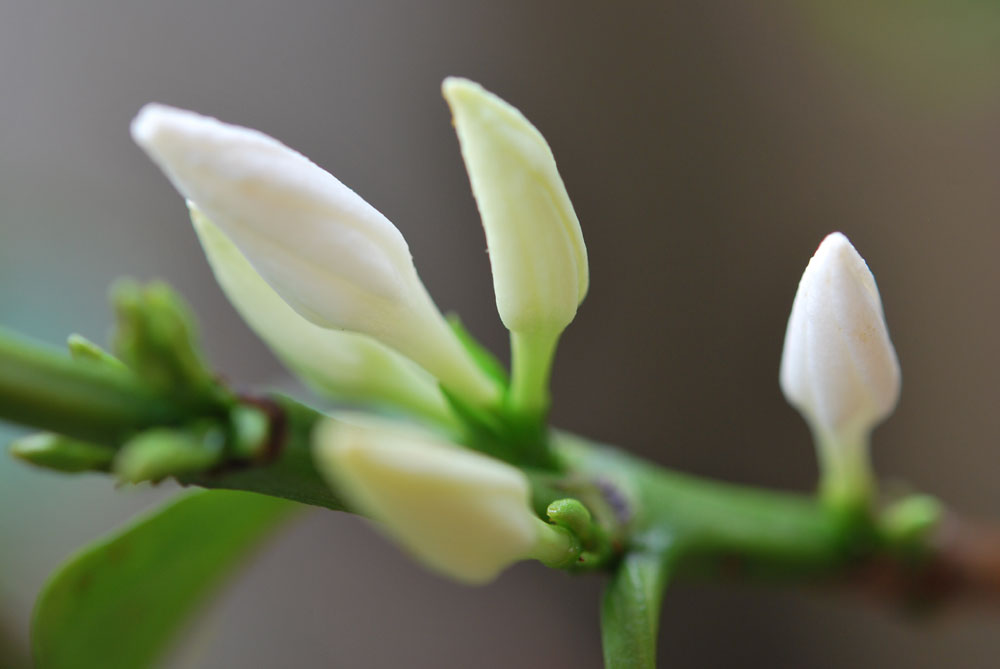 ���Ɛ��̖�؁E�ʕ�(by matu-chan)