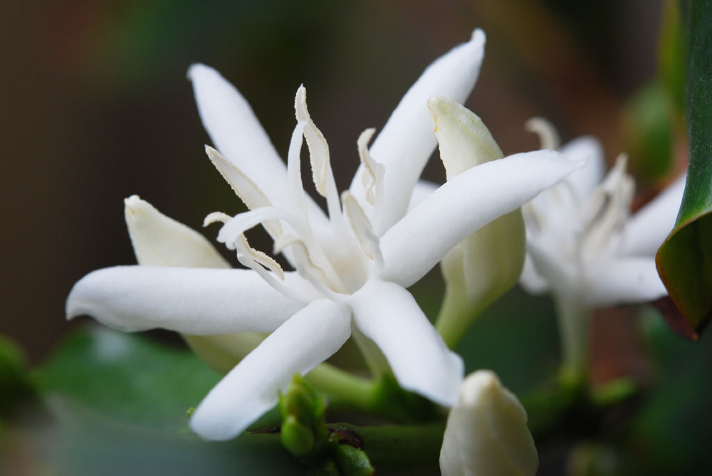 ���Ɛ��̖�؁E�ʕ�(by matu-chan)