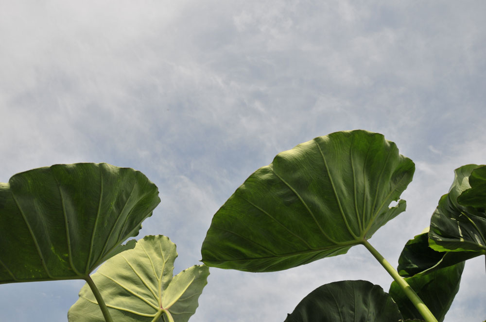 ���Ɛ��̖�؁E�ʕ�(by matu-chan)