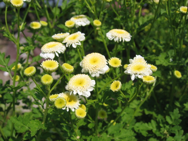 ���Ɛ��̖�؁E�ʕ�(by matu-chan)