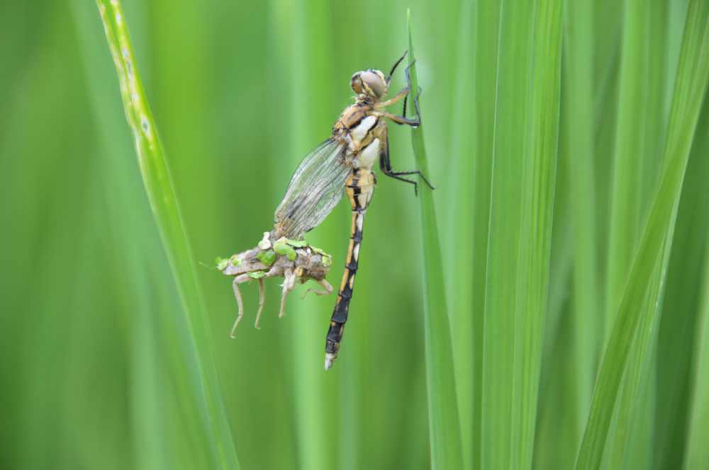 ���Ɛ��̖�؁E�ʕ�(by matu-chan)