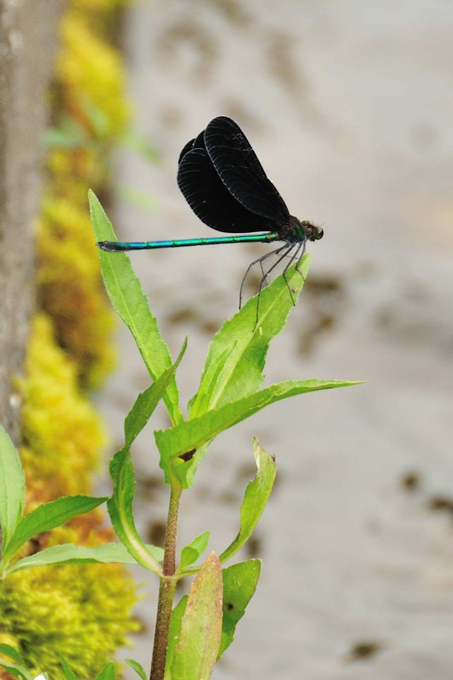 ���Ɛ��̖�؁E�ʕ�(by matu-chan)