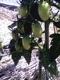 ���Ɛ��̖�؁E�ʕ�(by matu-chan)