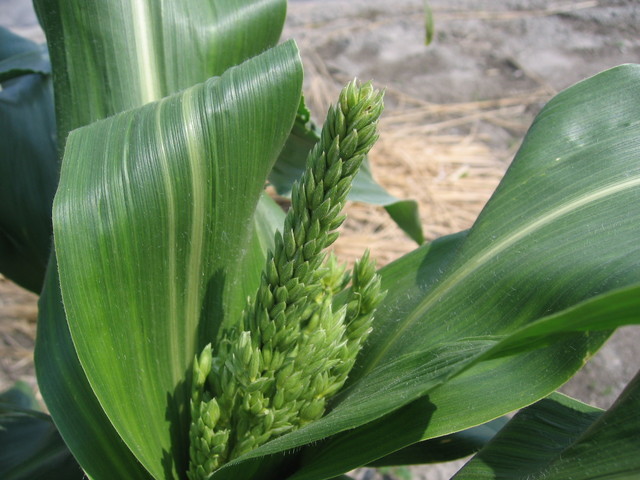 ���Ɛ��̖�؁E�ʕ�(by matu-chan)