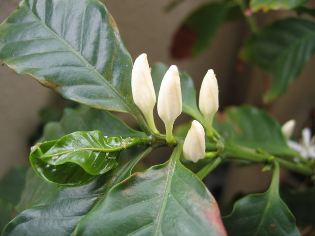 ���Ɛ��̖�؁E�ʕ�(by matu-chan)