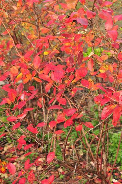 ���Ɛ��̖�؁E�ʕ�(by matu-chan)