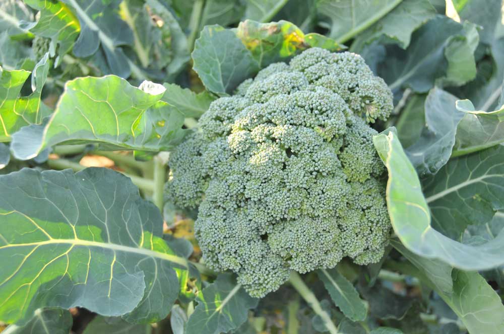 ���Ɛ��̖�؁E�ʕ�(by matu-chan)