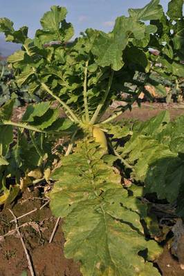 ���Ɛ��̖�؁E�ʕ�(by matu-chan)