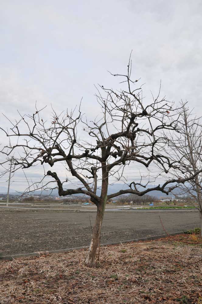 ���Ɛ��̖�؁E�ʕ�(by matu-chan)