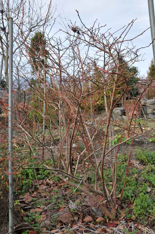 ���Ɛ��̖�؁E�ʕ�(by matu-chan)