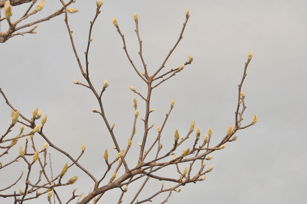 ���Ɛ��̖�؁E�ʕ�(by matu-chan)