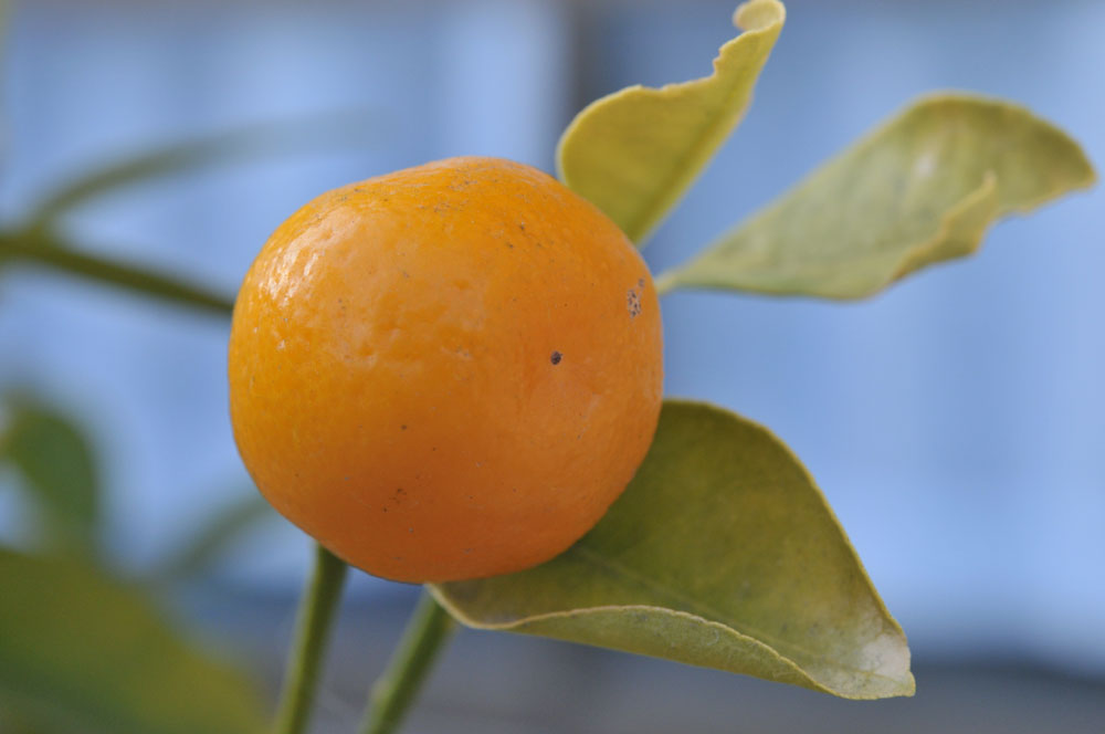 ���Ɛ��̖�؁E�ʕ�(by matu-chan)