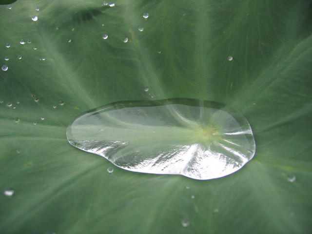 ���Ɛ��̖�؁E�ʕ�(by matu-chan)