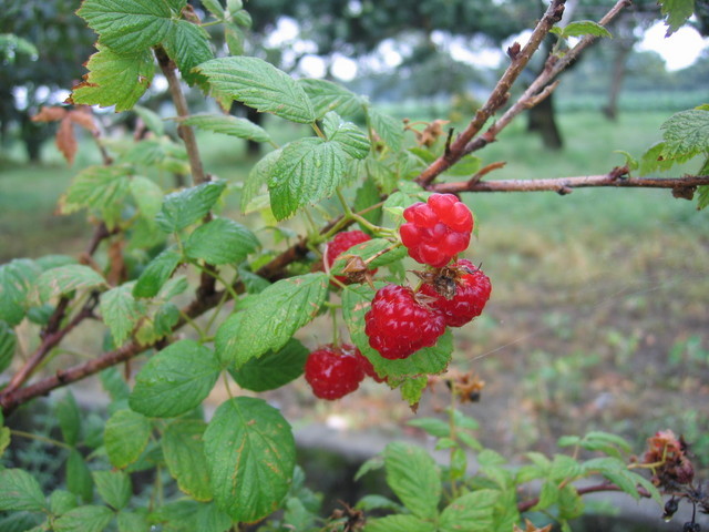 ���Ɛ��̖�؁E�ʕ�(by matu-chan)