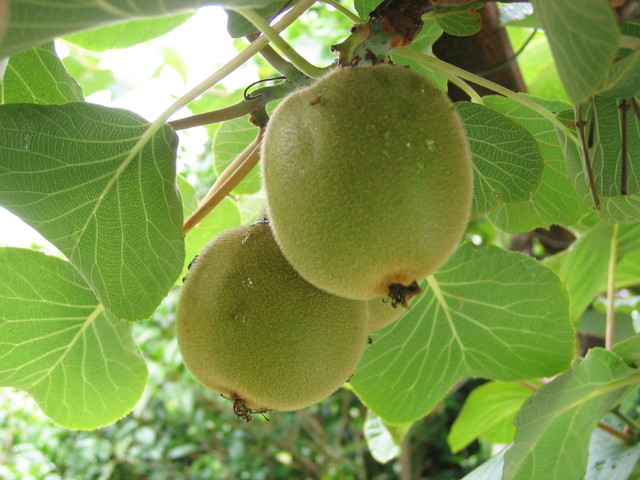 ���Ɛ��̖�؁E�ʕ�(by matu-chan)