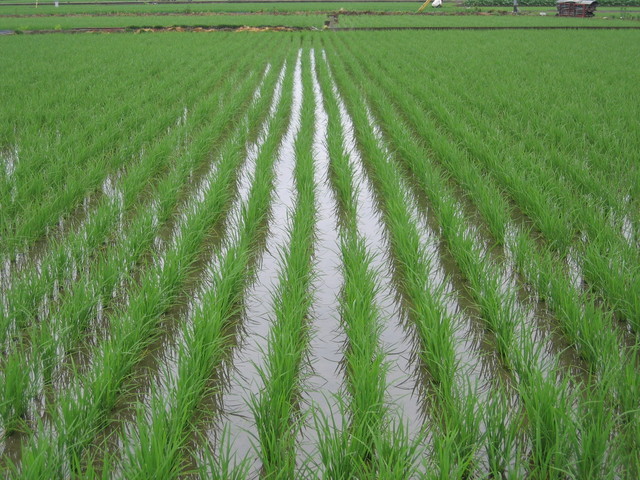 ���Ɛ��̖�؁E�ʕ�(by matu-chan)