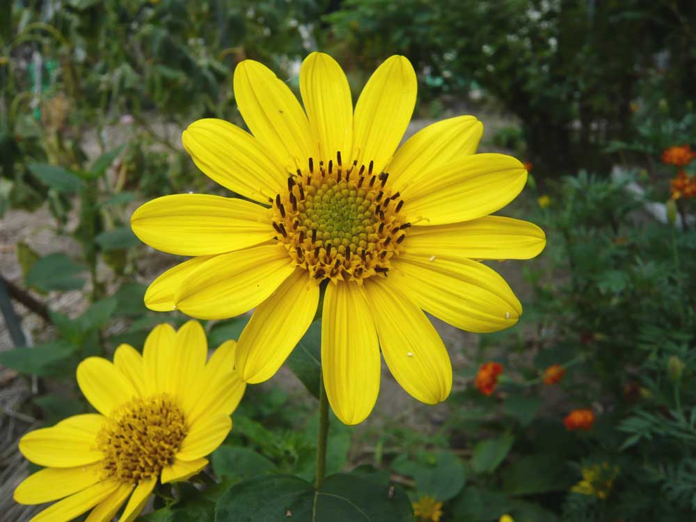 ���Ɛ��̖�؁E�ʕ�(by matu-chan)