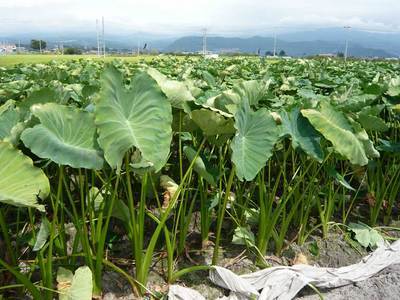 ���Ɛ��̖�؁E�ʕ�(by matu-chan)