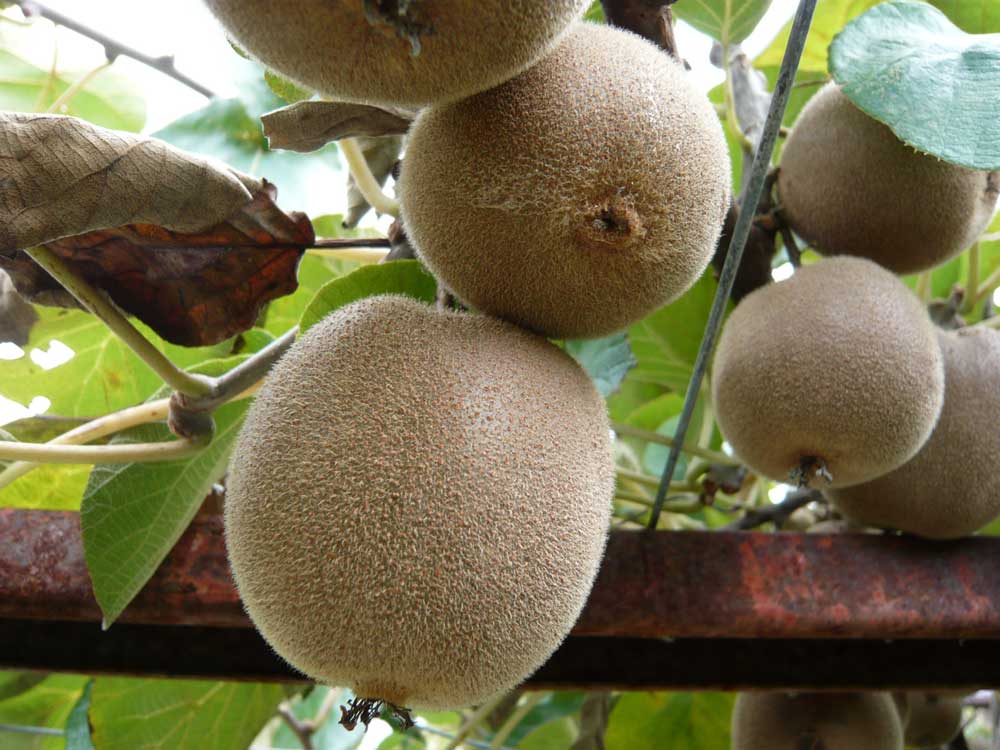 ���Ɛ��̖�؁E�ʕ�(by matu-chan)