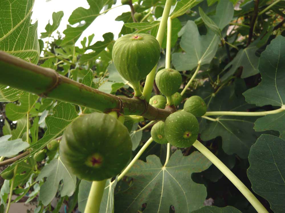 ���Ɛ��̖�؁E�ʕ�(by matu-chan)