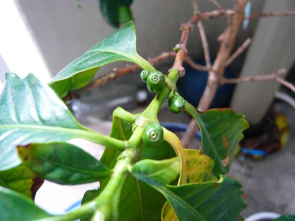 ���Ɛ��̖�؁E�ʕ�(by matu-chan)