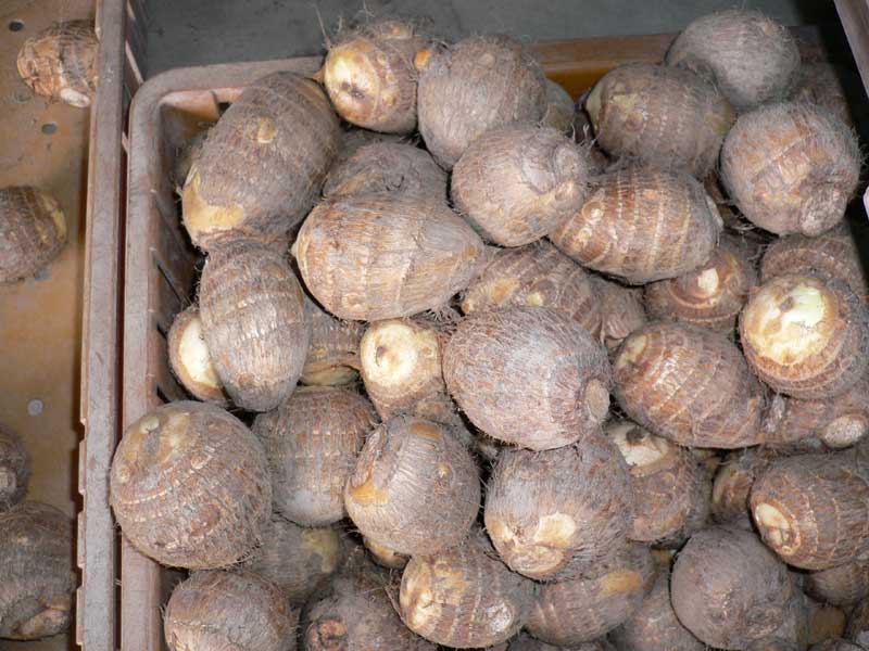 ���Ɛ��̖�؁E�ʕ�(by matu-chan)