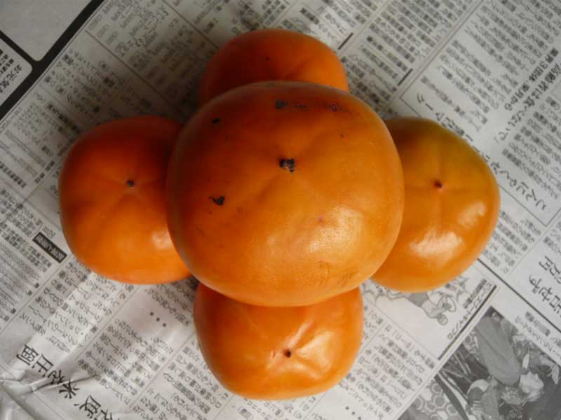 ���Ɛ��̖�؁E�ʕ�(by matu-chan)