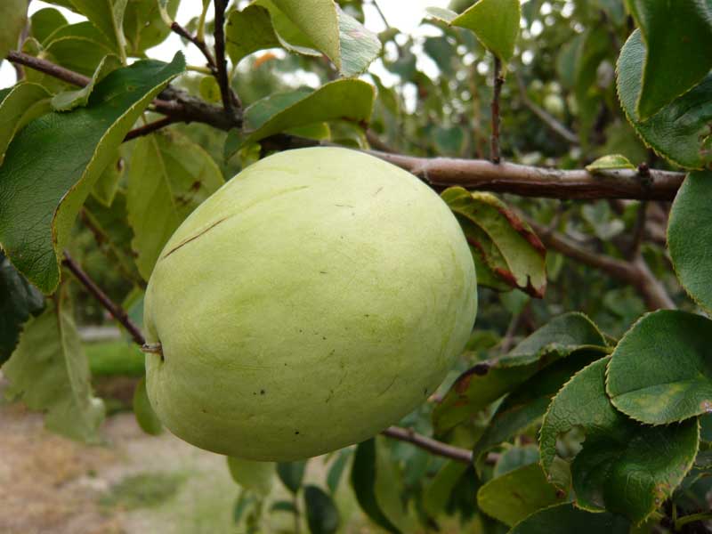 ���Ɛ��̖�؁E�ʕ�(by matu-chan)