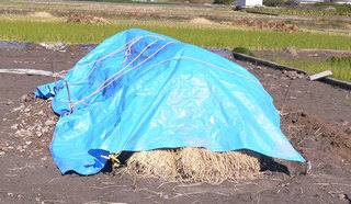 ���Ɛ��̖�؁E�ʕ�(by matu-chan)