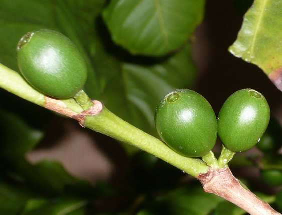 ���Ɛ��̖�؁E�ʕ�(by matu-chan)