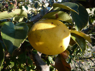 ���Ɛ��̖�؁E�ʕ�(by matu-chan)