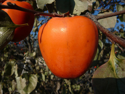 ���Ɛ��̖�؁E�ʕ�(by matu-chan)