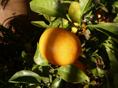 ���Ɛ��̖�؁E�ʕ�(by matu-chan)