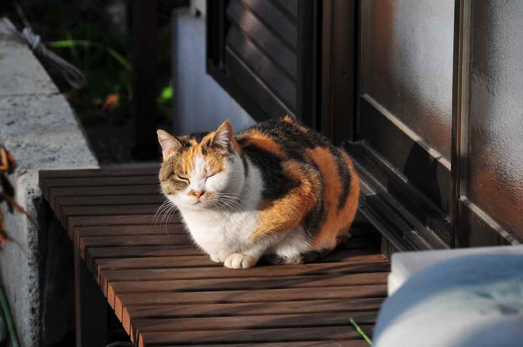 ���Ɛ��̖�؁E�ʕ�(by matu-chan)